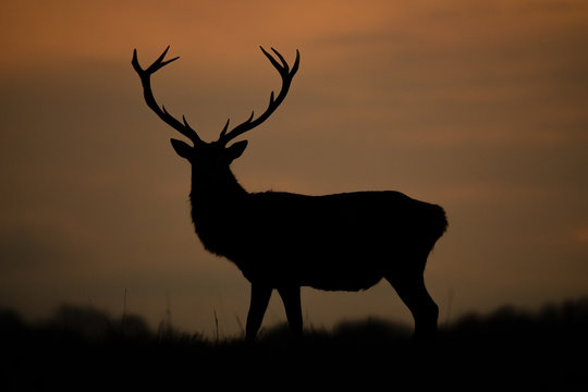 silhouette of a stag