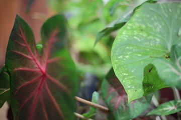 plantas