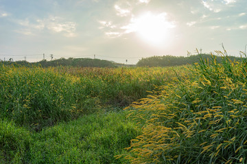 Sunset view of many miscanthus field