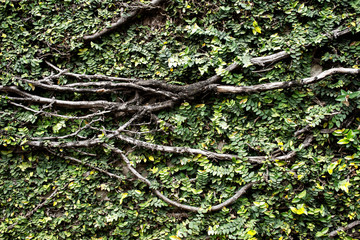 Climbing plant