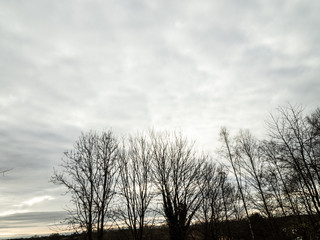 OLYMPUS DIGITAL CAMERA - TREES