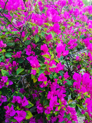 Obraz premium purple flowers in the garden