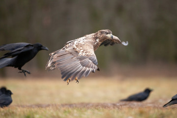 white tailed eagle, haliaeetus albicilla, Europe nature
