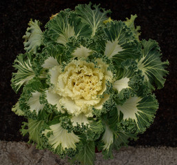 Cabbage flower macro shot