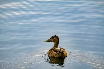 Duck is swimming, Arkhangelskoye, Moscow, Russia