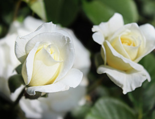 Naklejka na ściany i meble Blooming White Rose Flowers