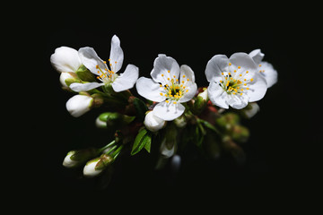 Bright white cherry flowers with a black background