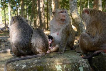 Macaques 