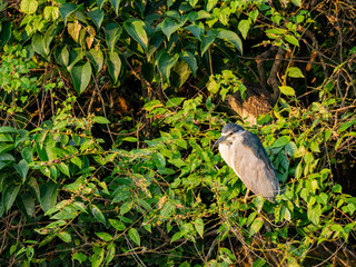 Morning view of a Night heron standing on a brunch