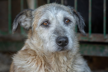 closeup portrait sad homeless abandoned white dog in shelter