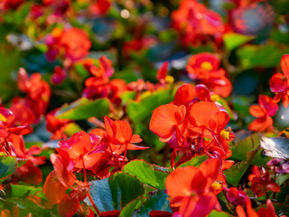 Close up shot of some Impatiens balsamina blossom