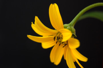 Naklejka premium Yellow flower on a black background
