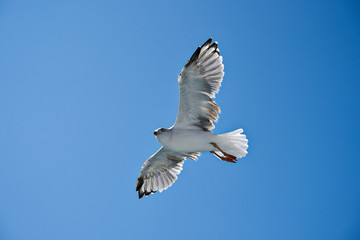 seagull in flight
