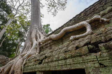 Ta Prom ,arbres ,racines et temple