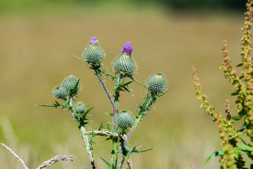 Thistles