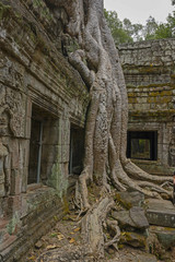 Fototapeta premium Ta Prom ,arbres ,racines et temple