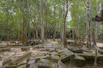 Ta Prom ,arbres ,racines et temple