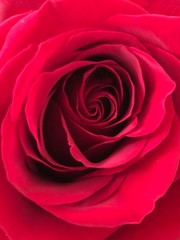 Fototapeta na wymiar red rose isolated on white background