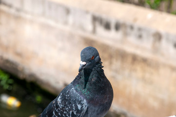 A pigeon