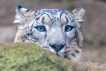 A snow leopard, Panthera uncia, hidden behind a rock, hunting