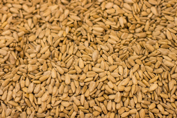 fried sunflower seeds background picture empty copy space for your text here