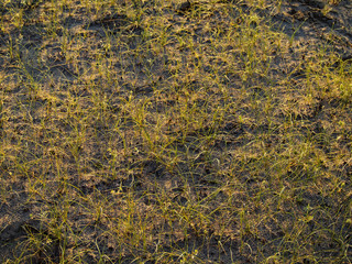 Rare grass in the slanting rays of the low morning Sun in Kazakhstan.