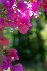 Naklejka na ściany i meble pink bougainvillea in foreground with green blurred background
