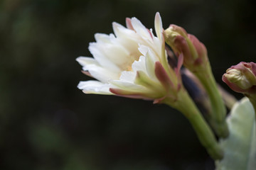 fruit and flowers of pitaya cactus