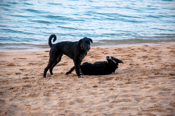 Dogs on the beach