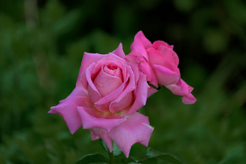 Roses