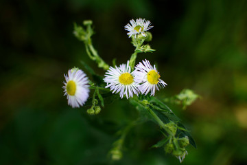 Obraz premium Chamomiles