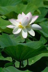 Lotus flower