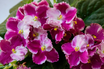 Indoor violets