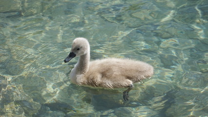 Fluffy and cute swan duckling swimming in clear blue water