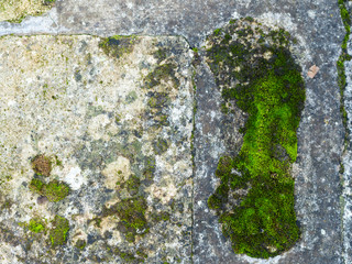 Stone texture covered with moss and lichen. natural background.