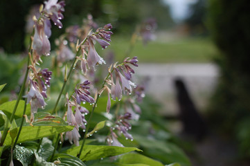 Blooming funkia flower in garden