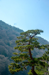 Fototapeta na wymiar Japanese pine tree