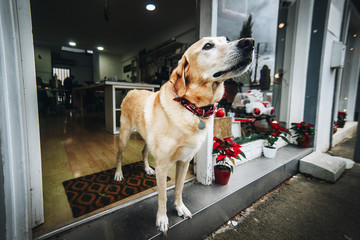 beautiful labrador dog stands at the entrance to the store