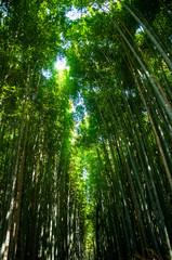 Fototapeta na wymiar Green Japanese bamboo forest