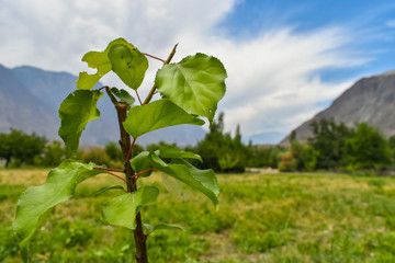 Fototapeta na wymiar Apricot plant