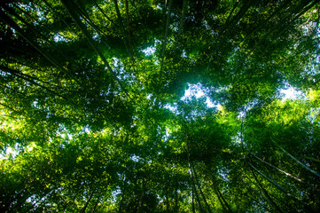 Fototapeta na wymiar Green Japanese bamboo forest