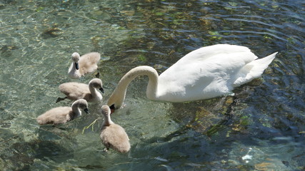 Swan ducklings and mother swan swimming in clear water