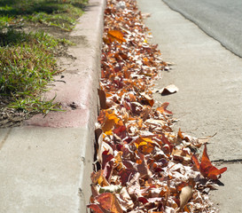 Fall leaves collected in a suburban gutter.