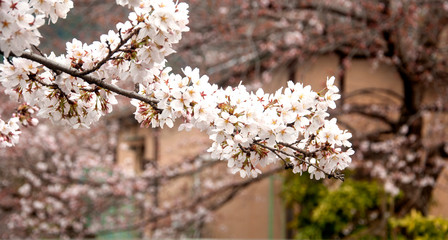 Cherry blossoms in Japan