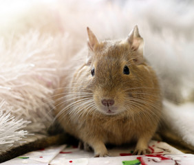 A degu rodent on a festive background. Symbol of Chinese happy new 2020