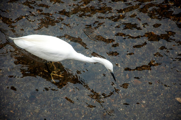 A white heron in the river 