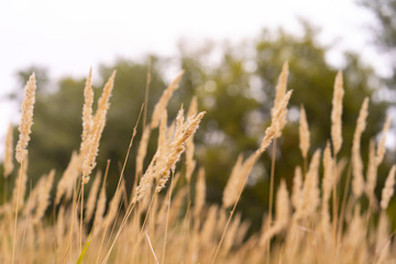 Fototapeta premium Savannah grass field in sun backlight,Twinkle with sunlight at noon.