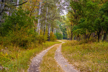 Fototapeta na wymiar Autumn wild forest. Well-trodden path, fallen yellow leaves and yellowed grass