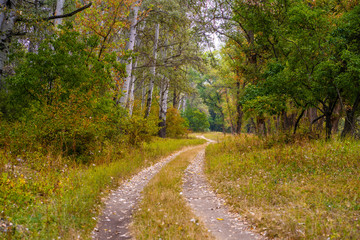 Autumn wild forest. Well-trodden path, fallen yellow leaves and yellowed grass