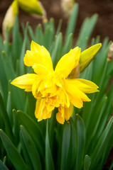 Yellow flower